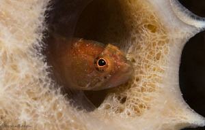 One of the many Ringed Blennys @Front Porch Bonaire Dutch... by John Roach 